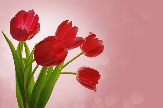 červené tulipány